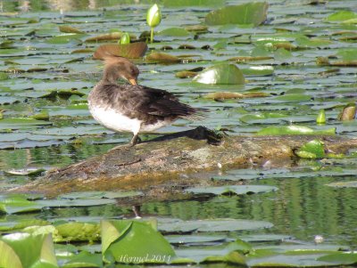 Harle couronne - Hooded Merganser