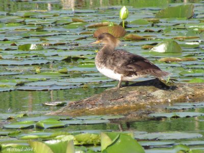 Harle couronne - Hooded Merganser