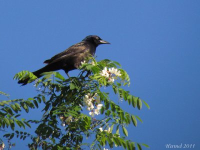 Quiscale bronz - common Grackle