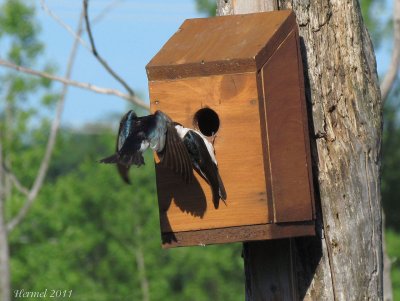 Hirondelle bicolore - Tree Swallow