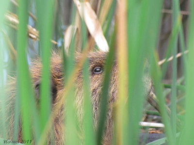 Oeil de castor - Beaver's eye