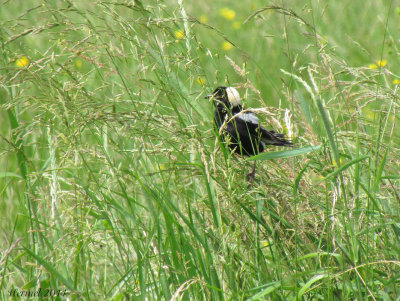 Goglu des prés - Bobolink