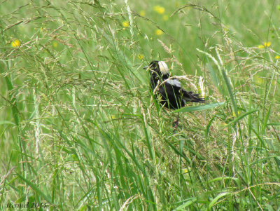 Goglu des prs - Bobolink