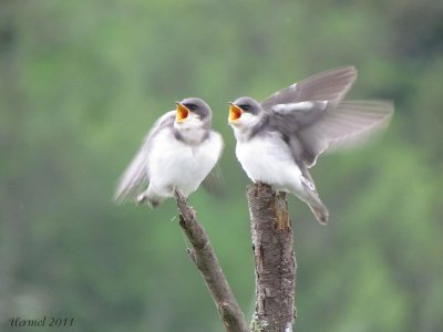 Hirondelle bicolore - Tree Swallow