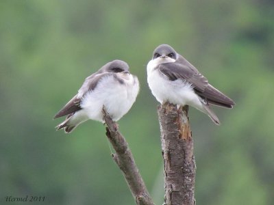 Hirondelle bicolore - Tree Swallow