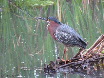 Hron vert - Green Heron