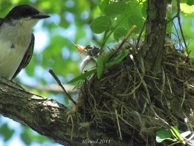 Tyran tritri - Eastern Kingbird