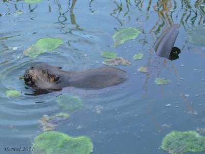 Castor - Beaver