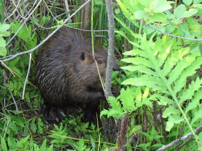 Castor - Beaver