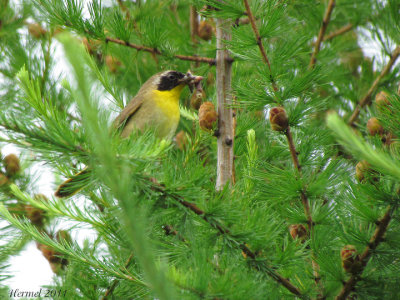 Paruline masque - Common Yellowthroat