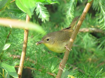 Paruline masque - Common Yellowthroat