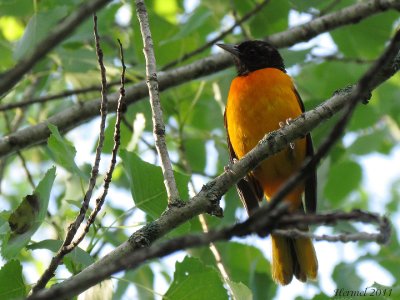 Oriole de Baltimore - Baltimore Oriole