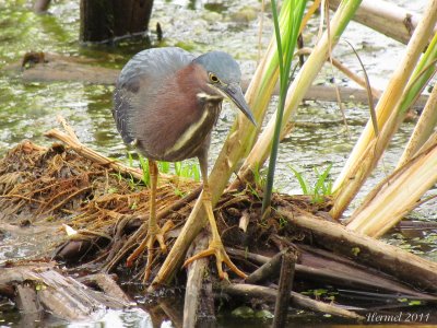 Hron vert - Green Heron