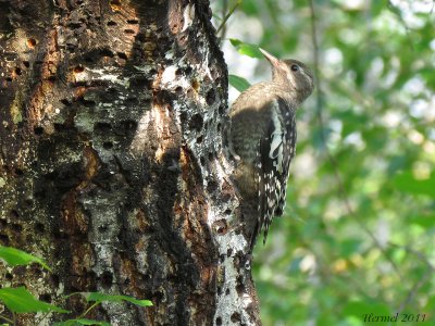 Pic macul (juv) - Yellow-bellied Sapsucker(juv)