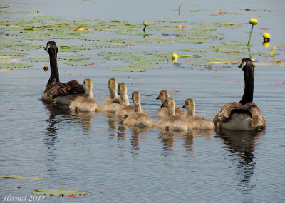 Bernache du canada - Canada Goose