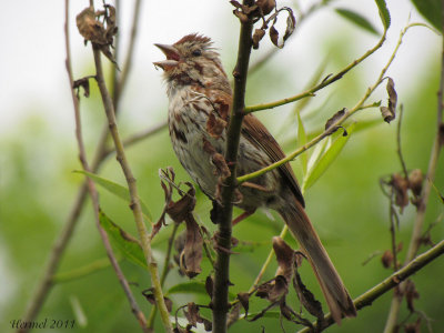 Brunat chanteur - Song Sparrow