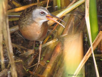 Rle de Virginie - Virginia rail