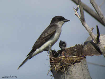 Tyran tritri - Eastern Kingbird