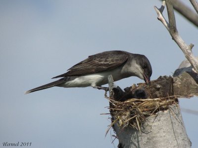 Tyran tritri - Eastern Kingbird