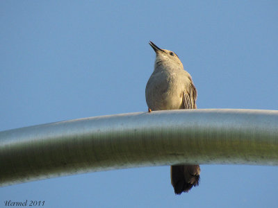 Moqueur-chat - Gray Catbird