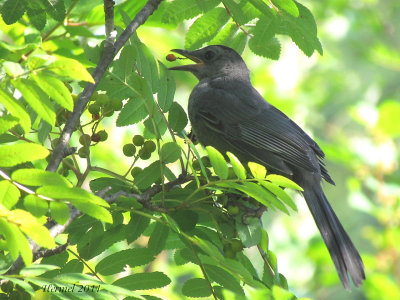 Moqueur-chat - Gray Catbird