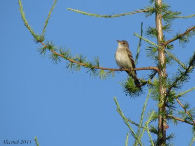 Moucherolle des saules - Willow Flycatcher