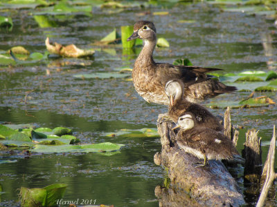 Canard branchu - Wood Duck