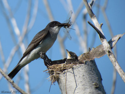 Tyran tritri - Eastern Kingbird