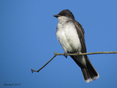 Tyran tritri - Eastern Kingbird