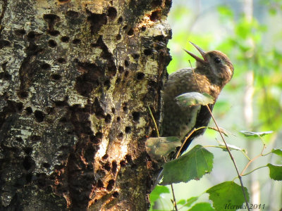 Pic macul (juv) - Yellow-bellied Sapsucker(juv)