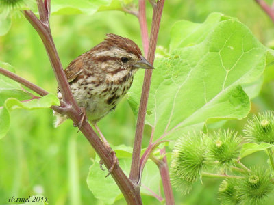 Bruant chanteur - Song Sparrow