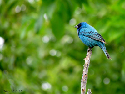 Passerin indigo - Indigo Bunting