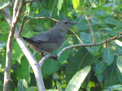 Moqueur-chat - Gray Catbird