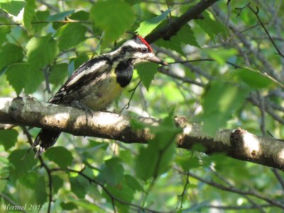 Pic macul - Yellow-bellied Sapsucker