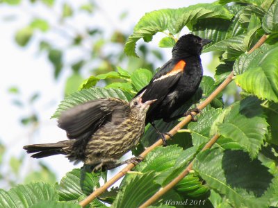 Carouge  paulettes - Red-winged Blackbird