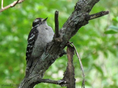Pic mineur (juv) - Downy Woodpecker (juv)