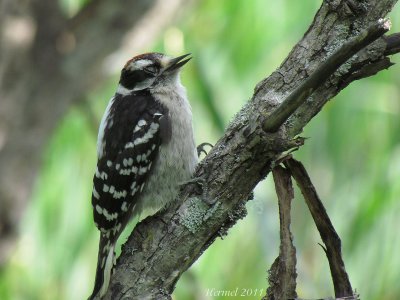 Pic mineur (juv) - Downy Woodpecker (juv)