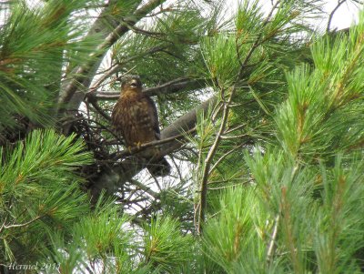 Faucon mrillon (juv) - Merlin (juv)