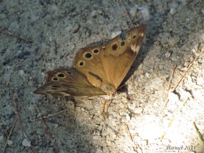 Satyre perlé - Northern Pearly-eye - #4568,1 - enodia anthedon