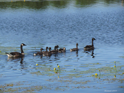 Bernache du canada - Canada Goose