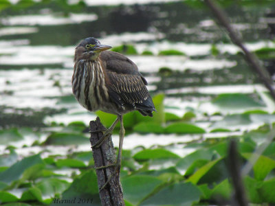 Héron vert - Green Heron
