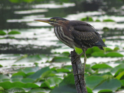 Hron vert - Green Heron