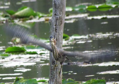 Hron vert - Green Heron