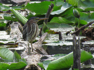 Hron vert - Green Heron