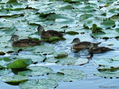 Canard branchu - Wood Duck