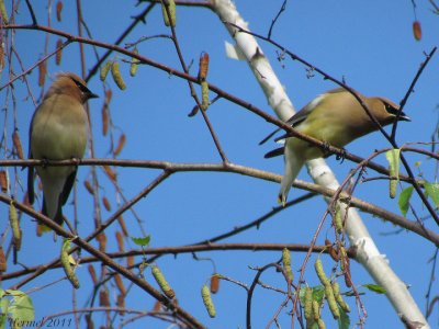 Jaseur d'Amrique - Cedar Waxwing