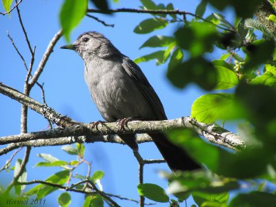 Moqueur-chat - Gray Catbird