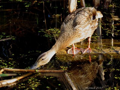 Canard Colvert - Mallard