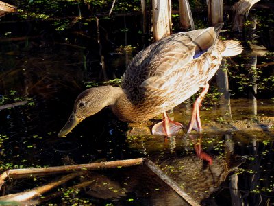 Canard Colvert - Mallard