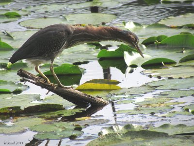 Hron vert - Green Heron